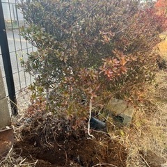 ツツジ①