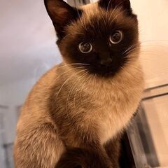 おっとりシャム猫風のゆめちゃん