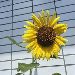 🎆🎆この春のイチオシ❗❗日払い短期可能な建築系軽作業で稼ぐっ❗❗🎆🎆