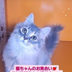 3/3(日)譲渡会♪8月生サイベリアン♀ブルーパッチドタビー (...
