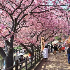 3/2(土)三浦海岸★河津桜花見ツアー40代50代参加者募集 ※...