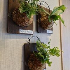 シダ植物 板付け3点セット「ビカクシダ、ダバリア、プテリス」