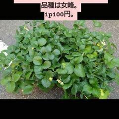 苺の苗1p～