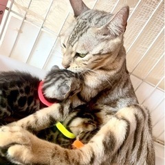 犬猫のお世話の画像