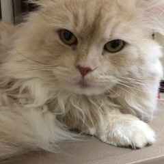 ブリード卒業猫 ラガマフィンの男の子（代理投稿です）