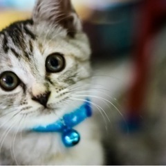 仕事でどーしても...【譲渡決まりました】 - 猫