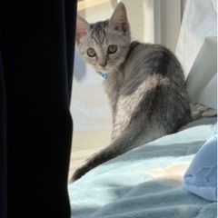 仕事でどーしても...【譲渡決まりました】 - 八代市