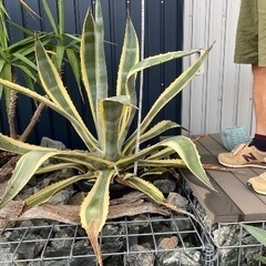 アガベ アメリカーナ