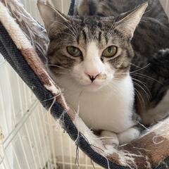 決まりました【保護猫の里親募集】ジジくん　オス　三兄妹①