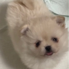 ブリーダー直販！可愛いちわポメ産まれています！