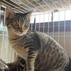 決定【保護猫の里親募集】ミミくん　オス　三兄妹②
