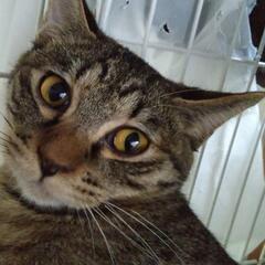 決定【保護猫の里親募集】ミミくん　オス　三兄妹② - 高槻市