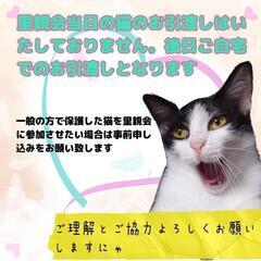 3月9日アベニール譲渡会in浦添大公園南ｴﾝﾄﾗﾝｽ多目的室 - その他