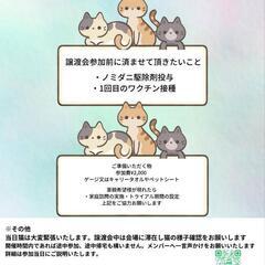 3月9日アベニール譲渡会in浦添大公園南ｴﾝﾄﾗﾝｽ多目的室 − 沖縄県