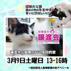 3月9日アベニール譲渡会in浦添大公園南ｴﾝﾄﾗﾝｽ多目的室