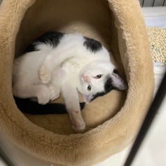 白黒猫の山本由伸くんの画像