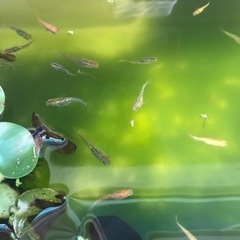メダカの画像