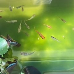 メダカの画像