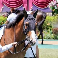 競馬のお話ができる方募集