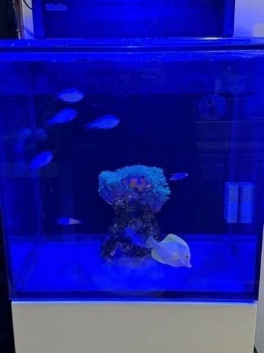 キイロハギ、スターポリプ