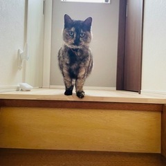 猫を探しています。