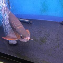 値下げ【アクリル水槽】1200水槽フルセットの画像