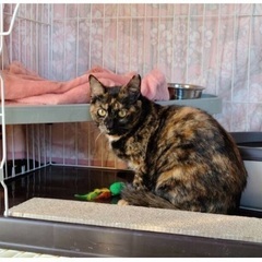 💝🐈‍⬛2月18日(日)すみれペットクリニック様にて主催『立川地域猫の会』の譲渡会を開催致します‼️(※予約不用)皆様のお越しを心よりお待ちいたしております❣️🙇‍♀️🐈🍀✨ - 立川市
