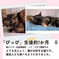 💝🐈‍⬛2月18日(日)すみれペットクリニック様にて主催『立川地域猫の会』の譲渡会を開催致します‼️(※予約不用)皆様のお越しを心よりお待ちいたしております❣️🙇‍♀️🐈🍀✨ − 東京都