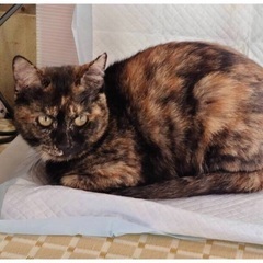 💝🐈‍⬛2月18日(日)すみれペットクリニック様にて主催『立川地...