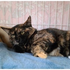 💝🐈‍⬛2月18日(日)すみれペットクリニック様にて主催『立川地域猫の会』の譲渡会を開催致します‼️(※予約不用)皆様のお越しを心よりお待ちいたしております❣️🙇‍♀️🐈🍀✨ - 猫