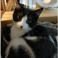 ❤️🐈‍⬛2月18日(日)すみれペットクリニック様にて主催『立川...