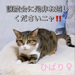 🐱4月21日(日)すみれペットクリニック様にて主催『立川地域猫の...