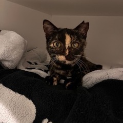 家族になってください　サビ猫ちゃん