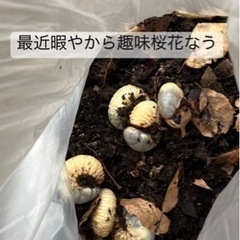 カブトムシ幼虫　カブトムシ