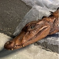 【2月末処分】ワニの置物の画像