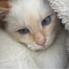 ＜決定しました！＞3.5ヶ月シャムミックス(笹かま猫^ - ^)...