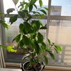 【決定】観葉植物　ガジュマル