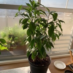 【決定】観葉植物　ガジュマル
