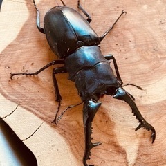ギラファノコギリクワガタ1♂2♀