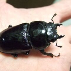 京都府産オオクワガタ F1 ♀49ミリの画像