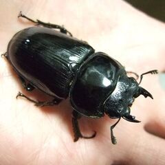 京都府産オオクワガタ F1 ♀49ミリの画像