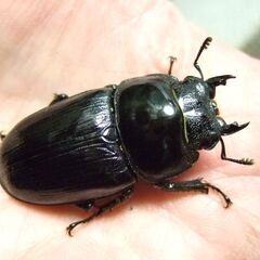 京都府産オオクワガタ F1 ♀48.7ミリの画像