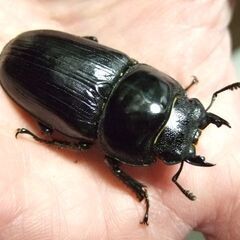 京都府産オオクワガタ F1 ♀48.7ミリの画像
