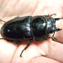 京都府産オオクワガタ F1 ♀49.3ミリの画像