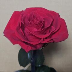 ドライフラワー　バラ　薔薇の画像