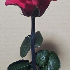 ドライフラワー　バラ　薔薇の画像