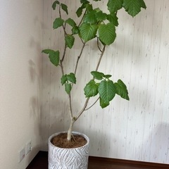 (受付終了)観葉植物　フィカスウンベラータ　0円