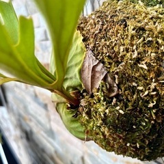 P.ridleyi_リドレイ e◆ ビカクシダの画像