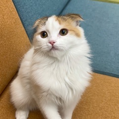 スコティッシュ女の子里親さん募集中