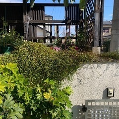 ワイヤープランツの画像